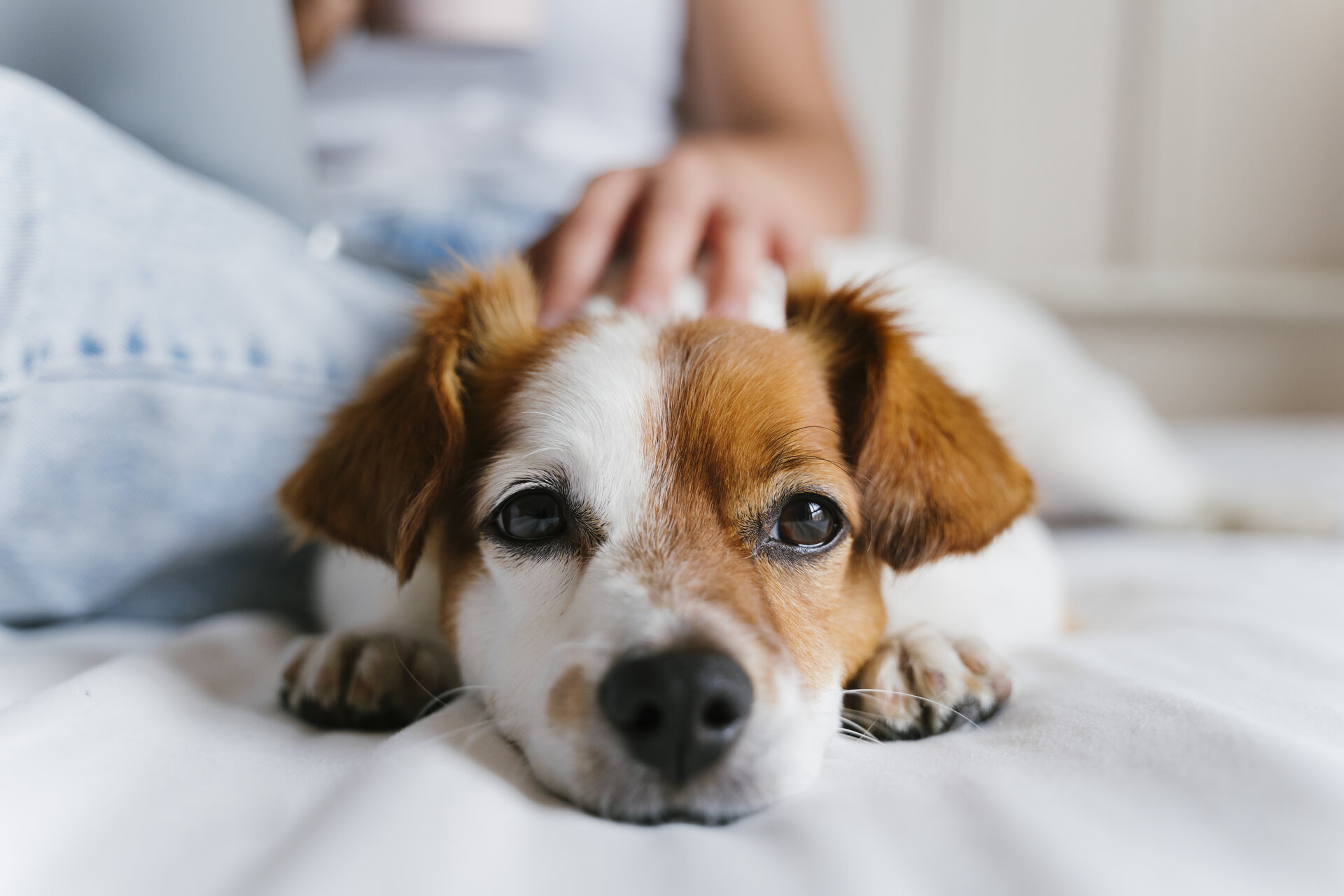 Nierenerkrankungen bei Hunden: Informationen und Tipps für Hundebesitzer