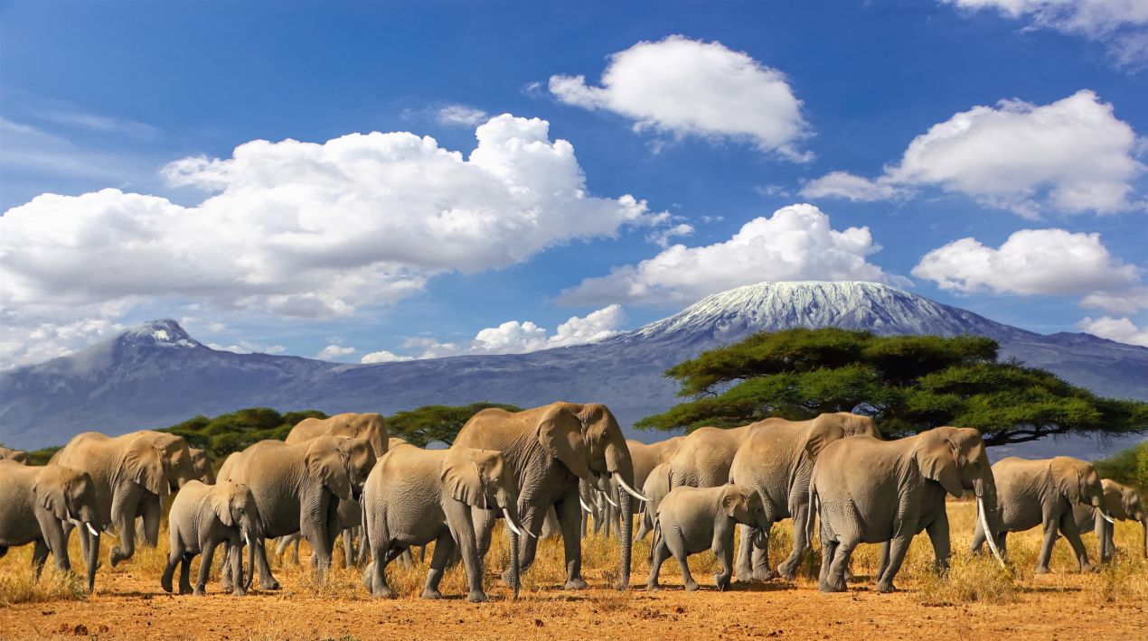 Elefantenherde wandert durch die Savanne mit dem Kilimandscharo im Hintergrund auf einer Tansania Safari